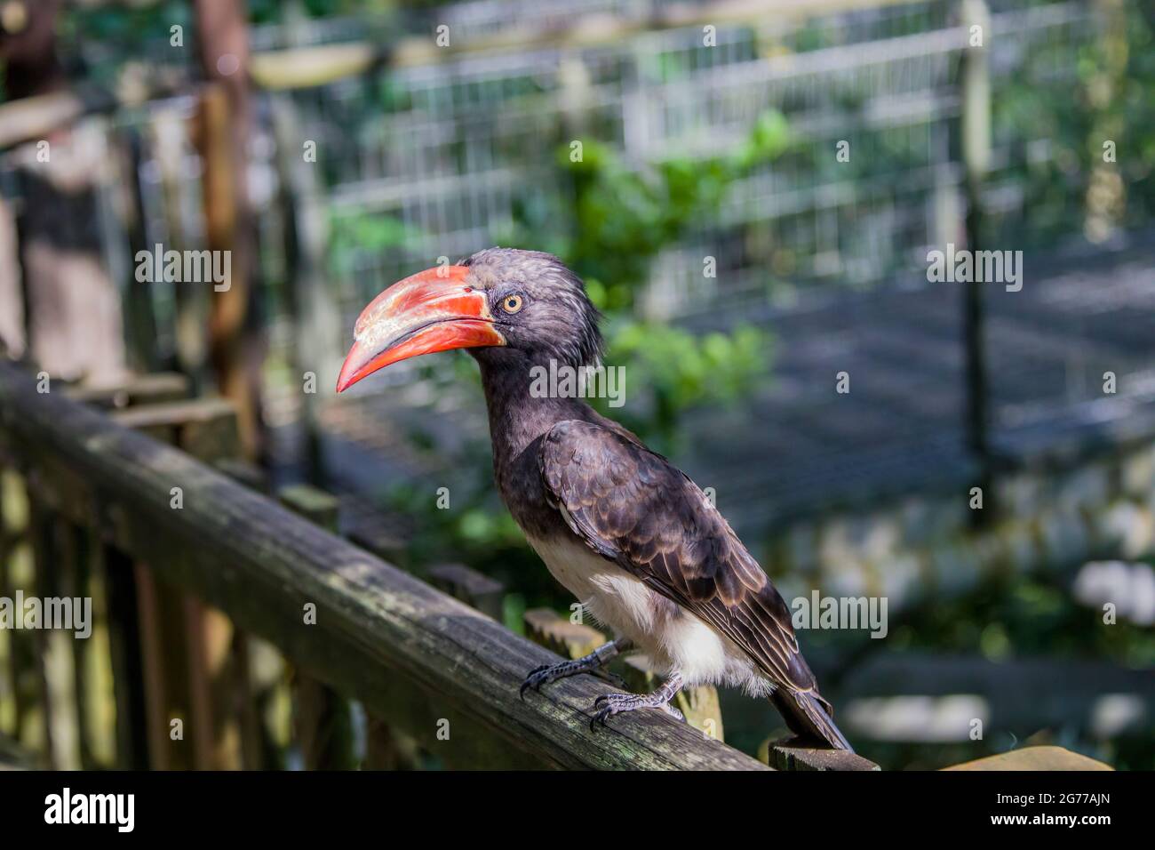 The crowned hornbill (Lophoceros alboterminatus) is an African hornbill. It forages mainly in trees, where it feeds on insects. Stock Photo