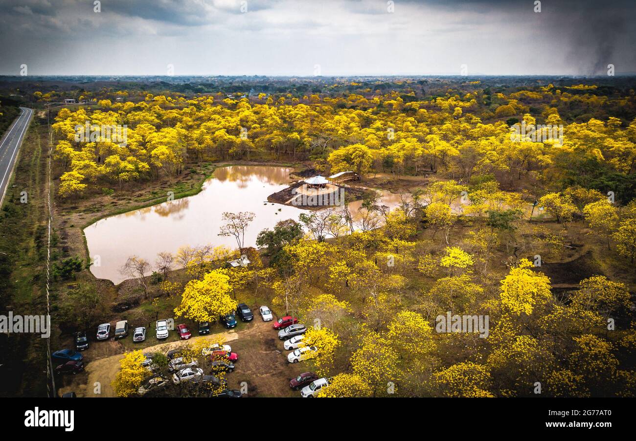 Aerial drone view of the blossoming of the Guayacan tree in Colimes, Ecuador. A whole forest gets covered with the beautiful yellow flower once a year Stock Photo