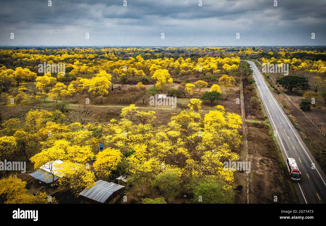 Aerial drone view of the blossoming of the Guayacan tree in Colimes, Ecuador. A whole forest gets covered with the beautiful yellow flower once a year Stock Photo