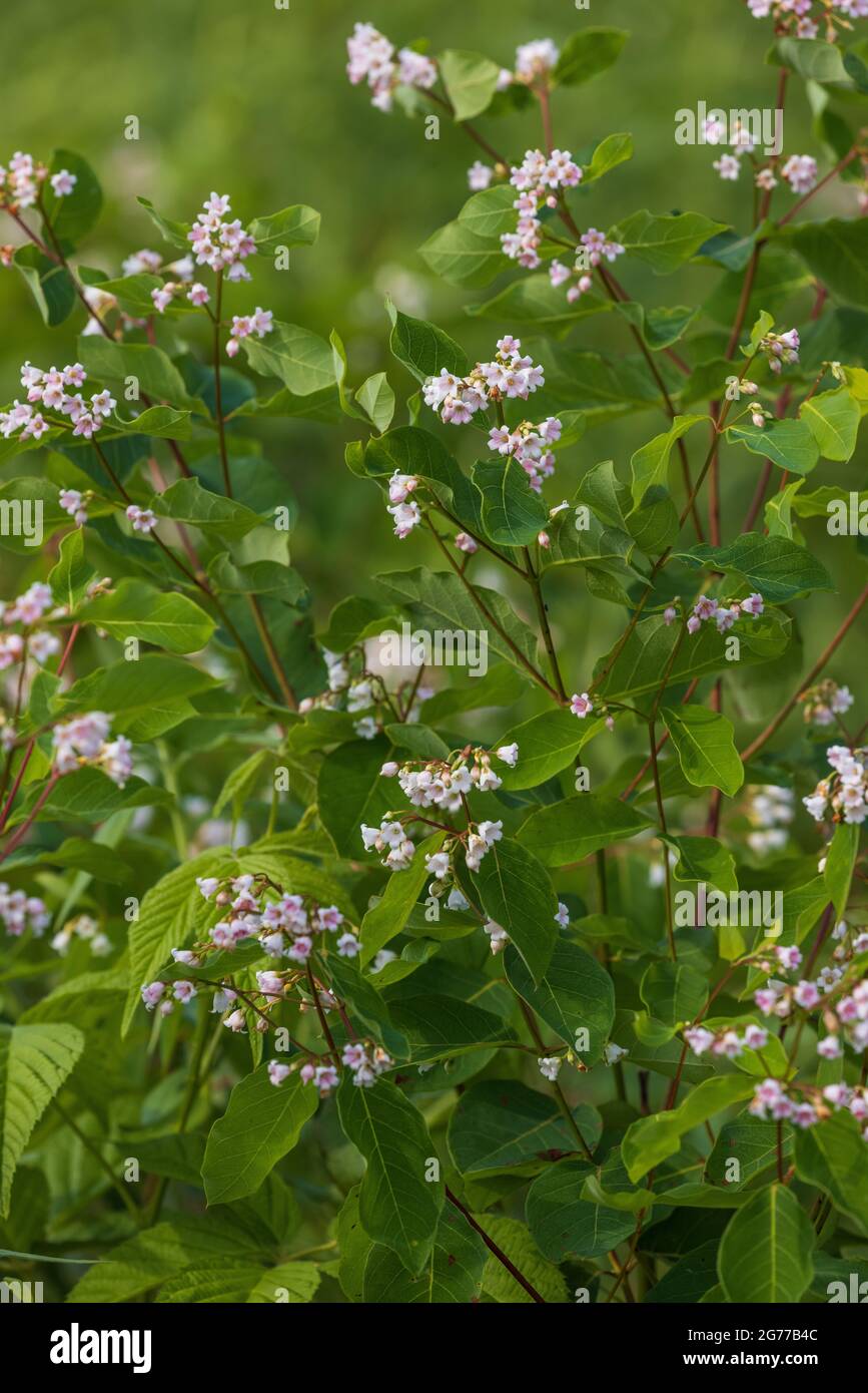 Spreading dogbane growing in a field in northern Wisconsin. Stock Photo