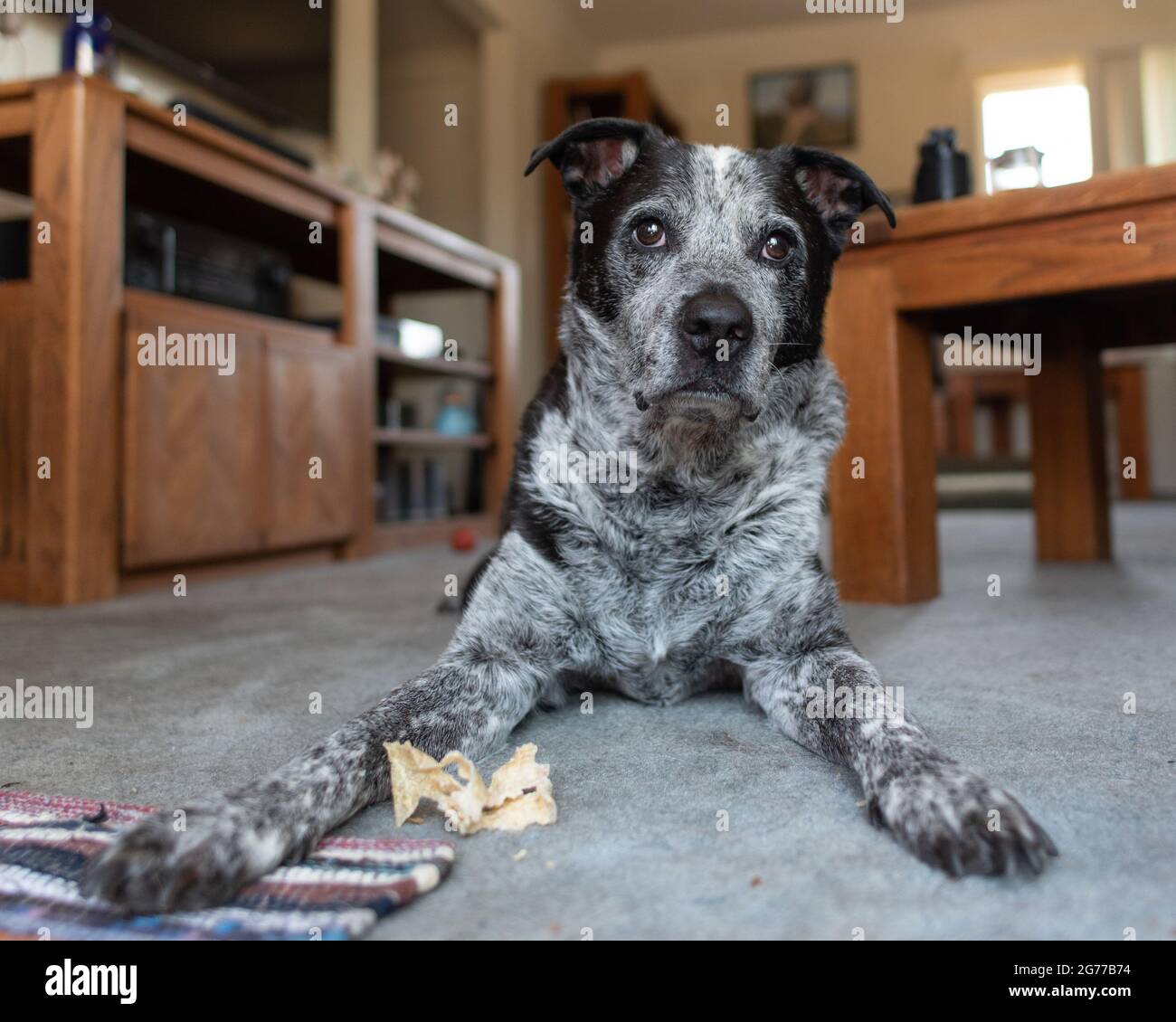 Mixed breed Pit Bull family pet dog lying on the carpet floor at home with alert eyes and ears looking out. Stock Photo