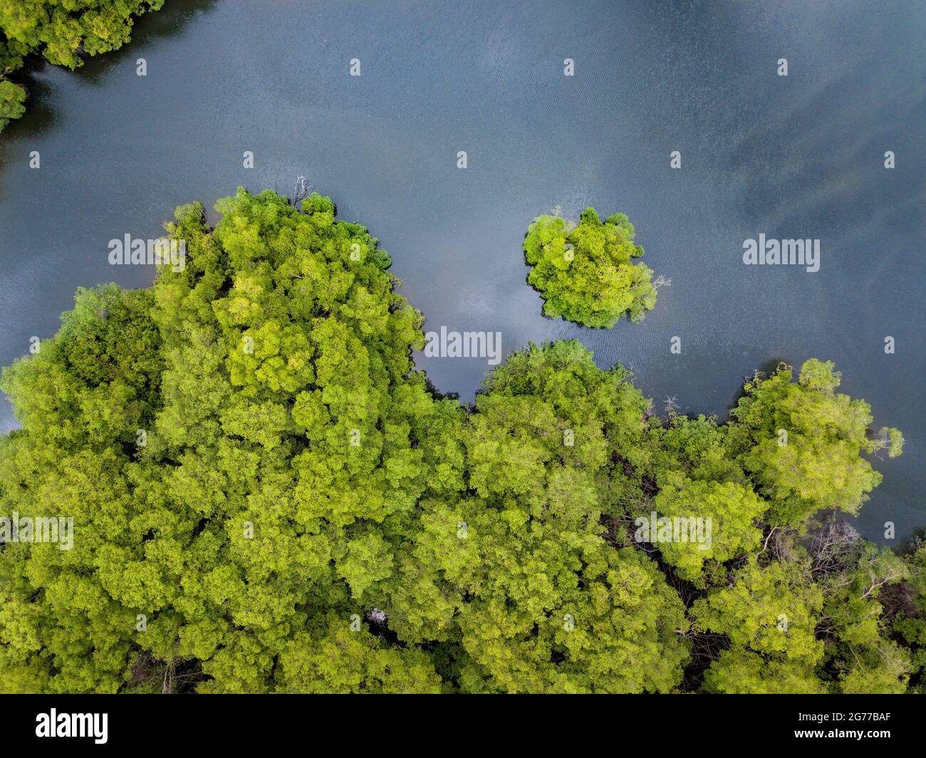 Aerial drone view of river and heavy density mangrove trees in the gulf of Guayaquil, Ecuador. Looking straight down to the forest and the river. Stock Photo
