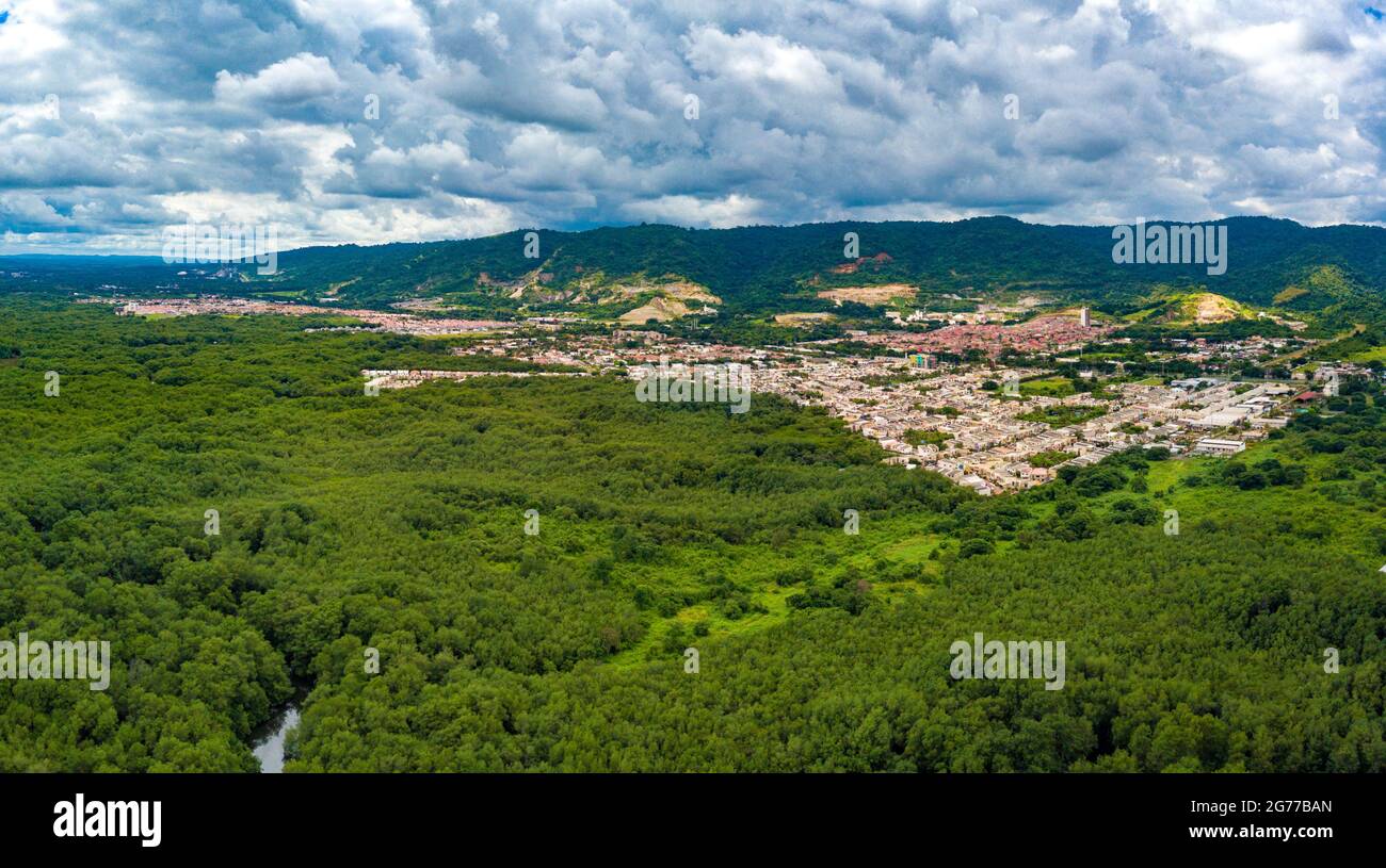 Aerial drone view of heavy density mangrove trees in the gulf of Guayaquil, Ecuador flying and looking toward some gated communities and houses. Stock Photo