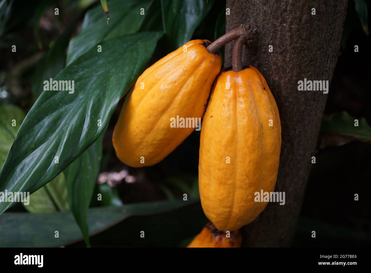 Ripe cocoa pods on tree (cacao) Stock Photo