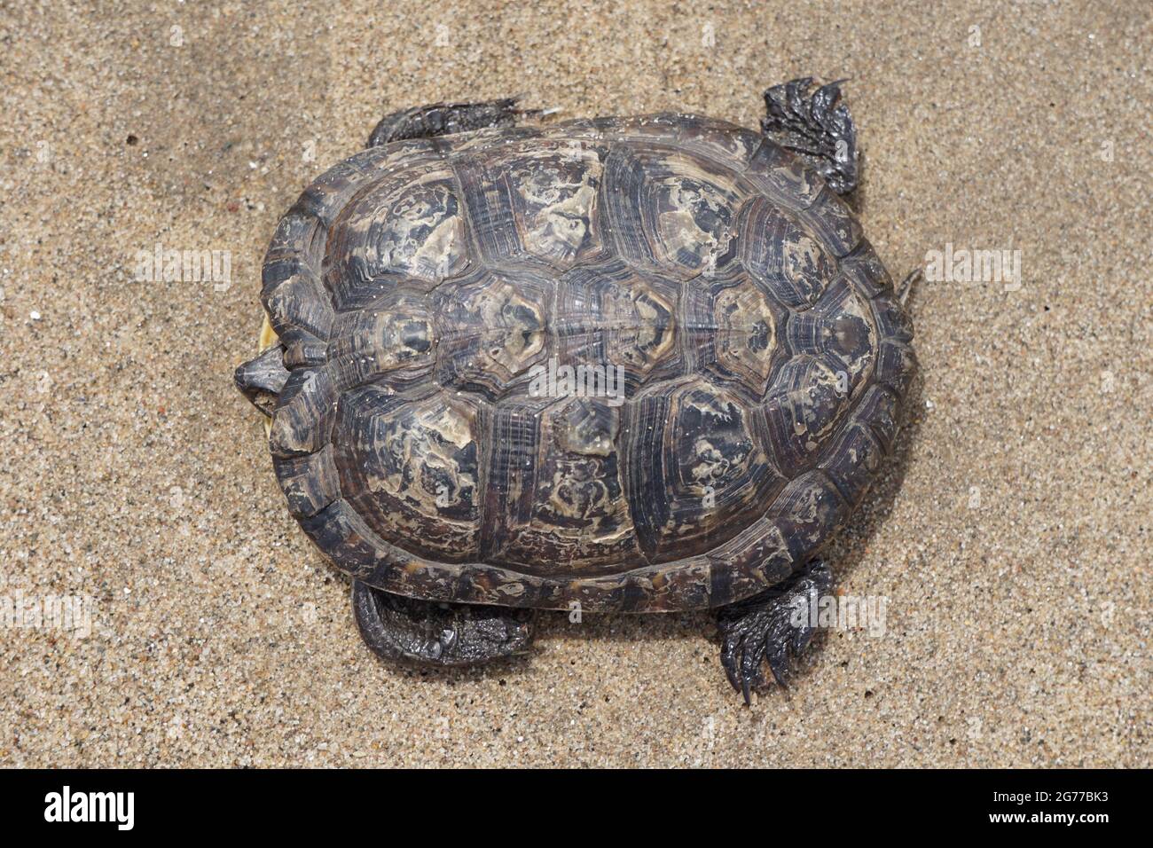 Dead turtle (diamondback terrapin) on beach Stock Photo