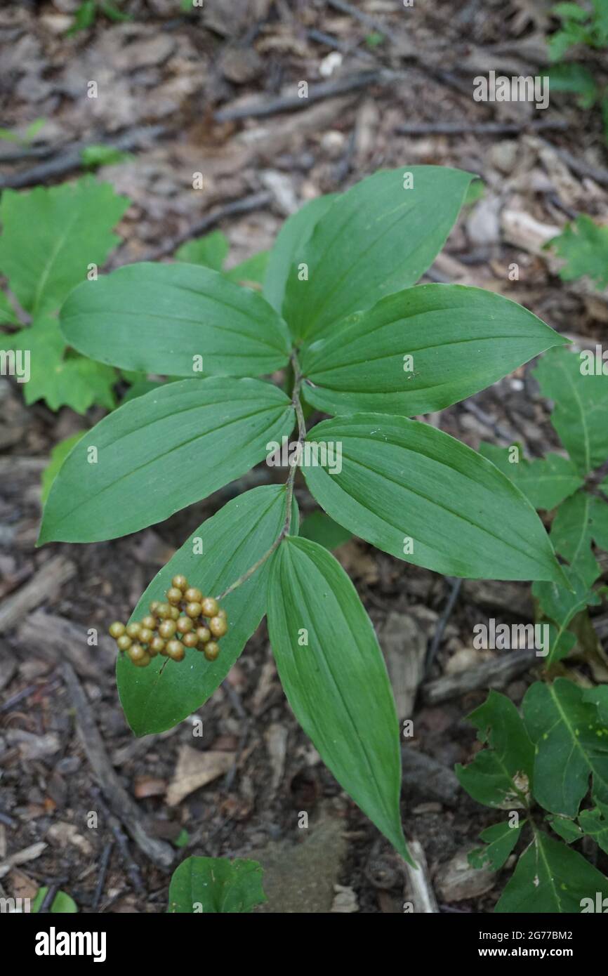 (Maianthemum racemosum) False Solomon’s seal unripe berries Stock Photo