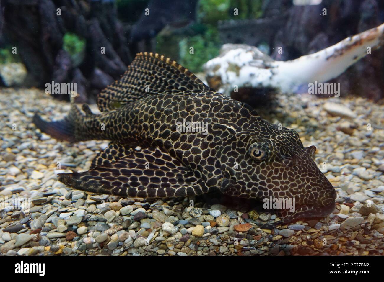 Orinoco sailfin catfish/Pleco (Pterygoplichthys multiradiatus) Stock Photo
