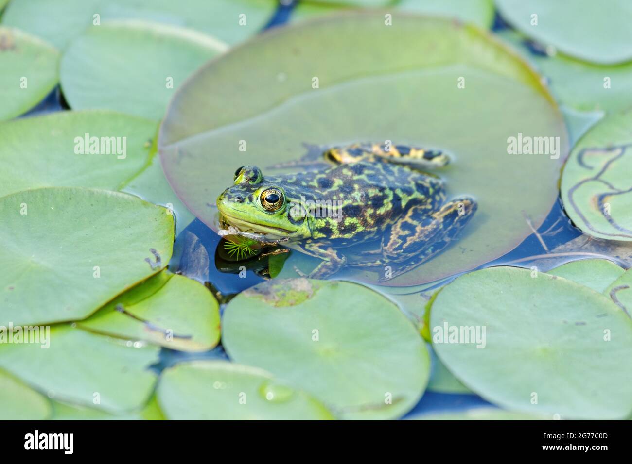 A frog resting on a lily pad. Quebec,Canada Stock Photo