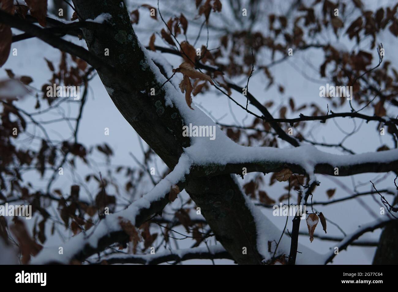 Shot snow covered trees in hi-res stock photography and images - Alamy