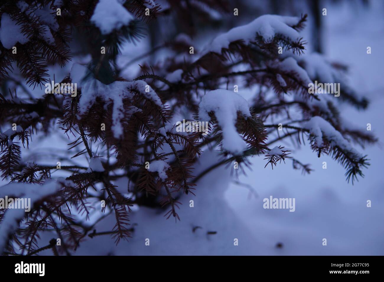 Shot snow covered trees in hi-res stock photography and images - Alamy