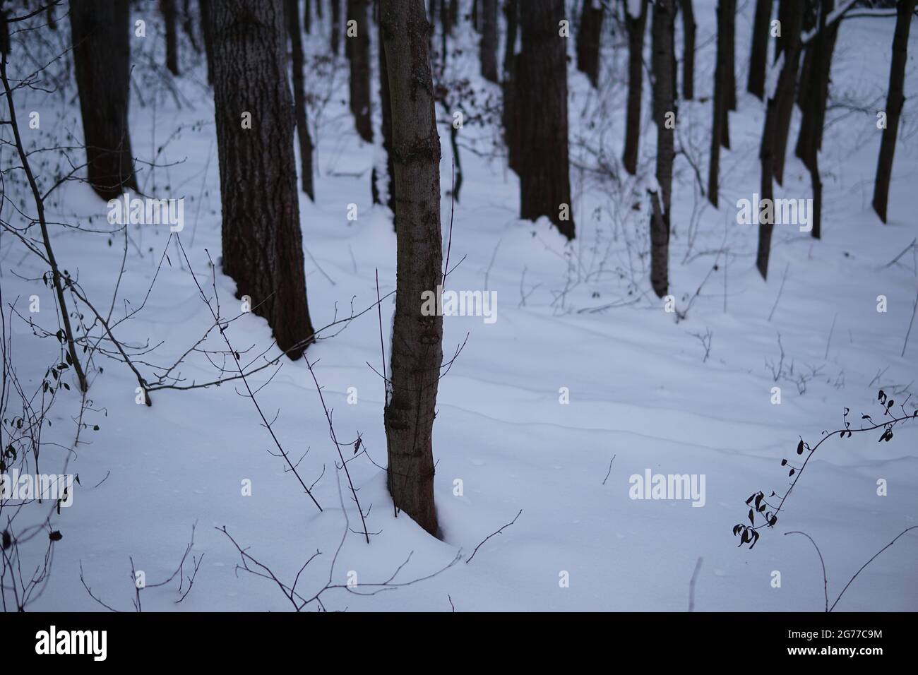 Shot snow covered trees in hi-res stock photography and images - Alamy