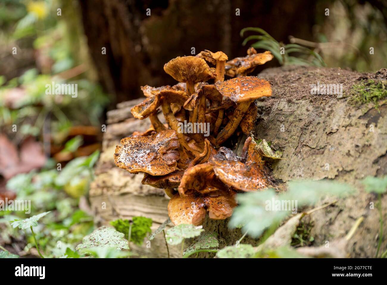 Selective focus of a wild yellow mushrooms on a tree trunk Stock Photo ...