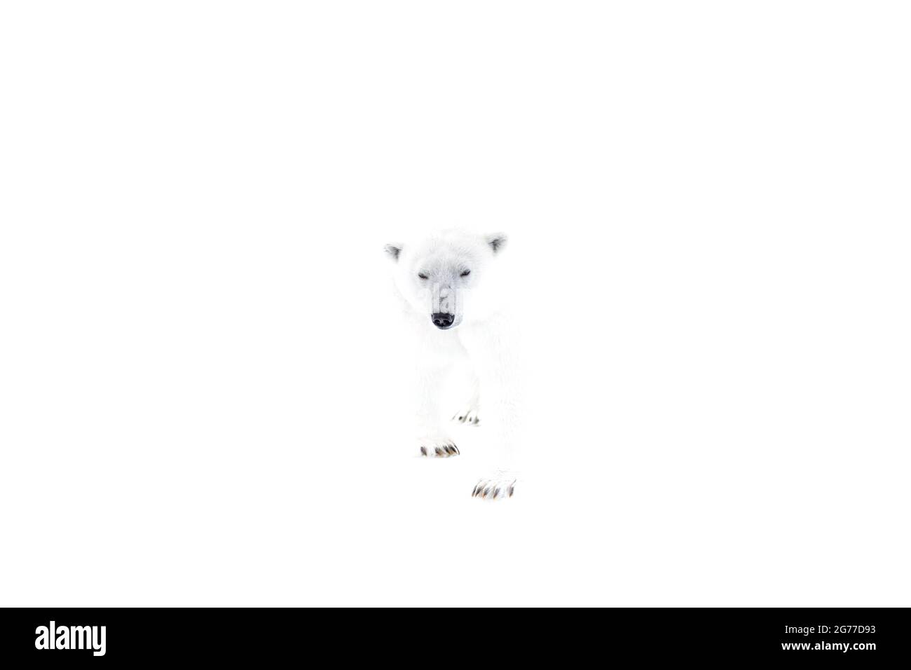 Polar bear ghosted on white, Spitsbergen Stock Photo