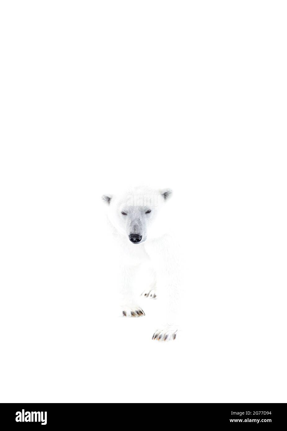 Polar bear ghosted on white, Spitsbergen Stock Photo
