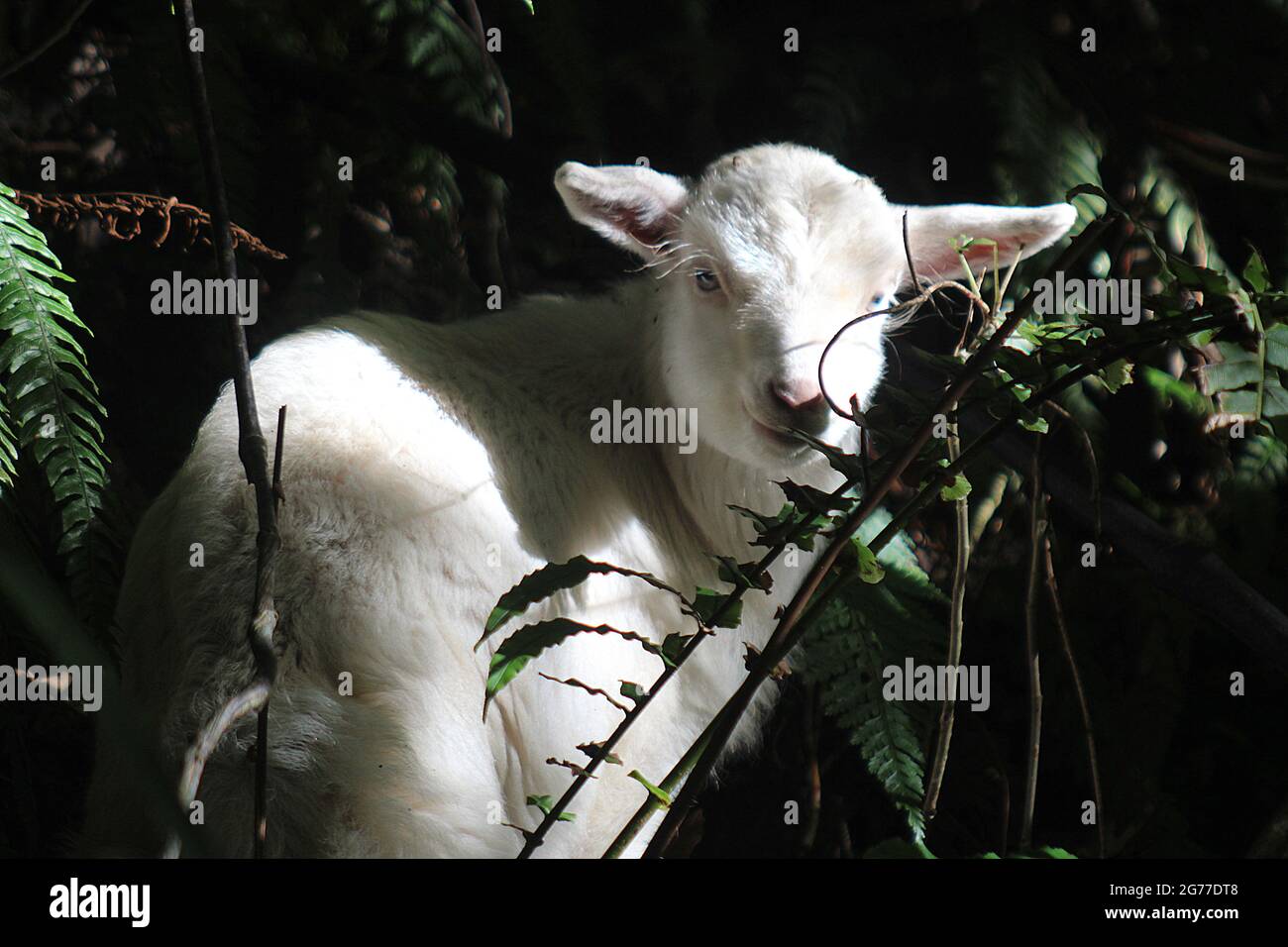 juvenile feral goat (Capra hircus) in New Zealand bush Stock Photo Alamy