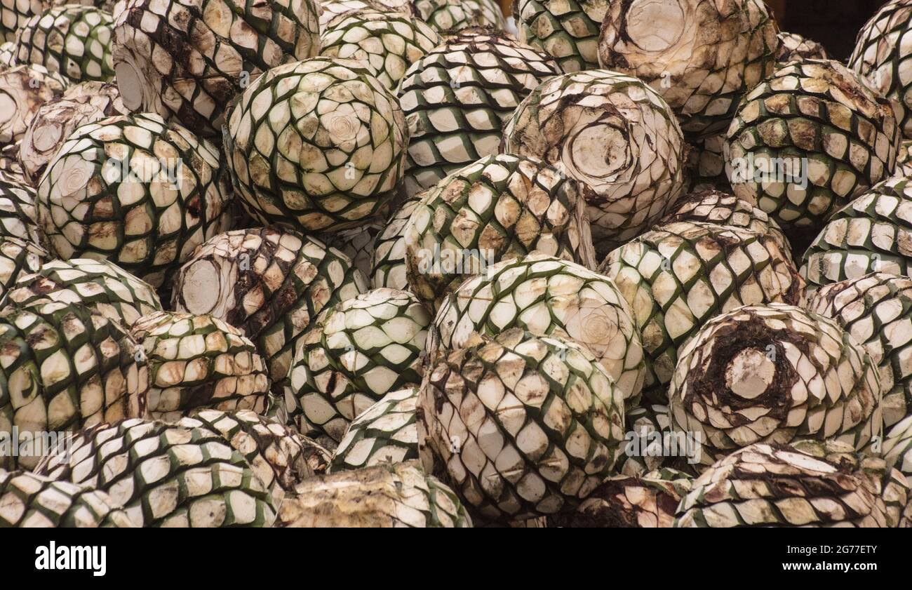 Hearts of blue agave cactus plants used in making tequila Stock Photo