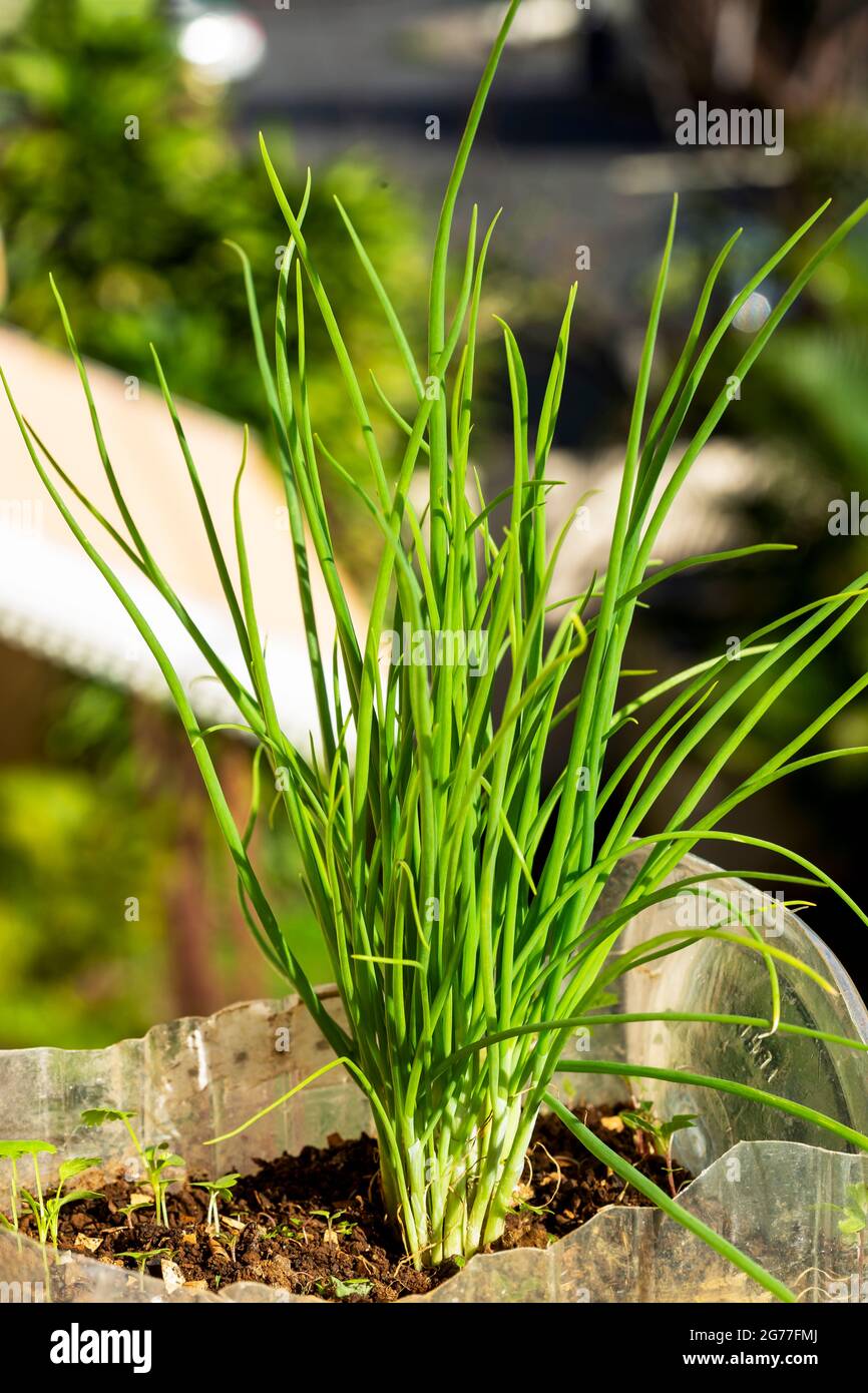close-up of fresh organic scallions. Scallions are long, with a white stem end that does not bulge out. Stock Photo