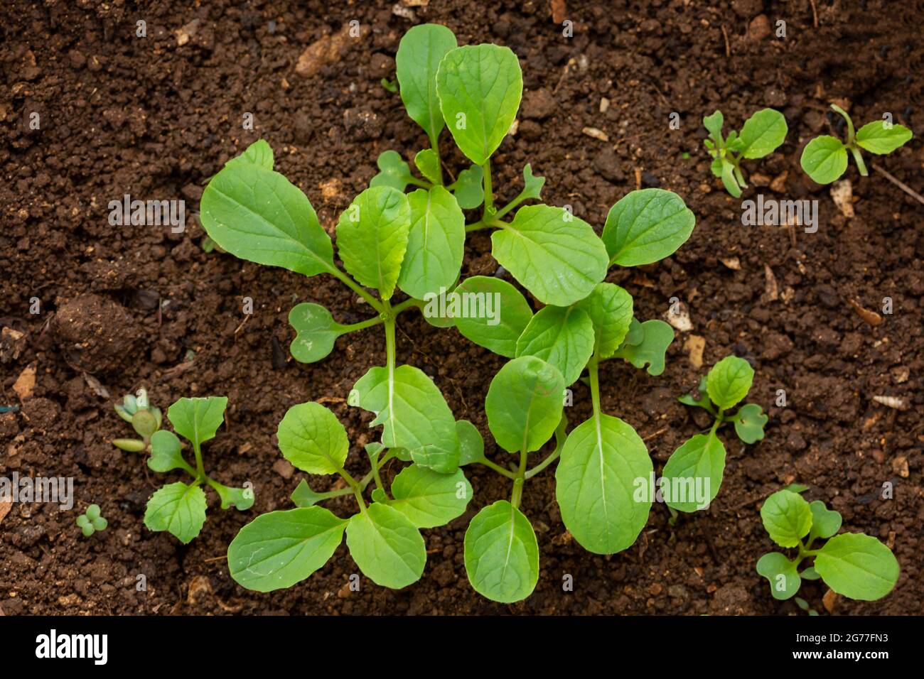 sprout of Brassica rapa (Chinensis Group) growing from soil. Stock Photo