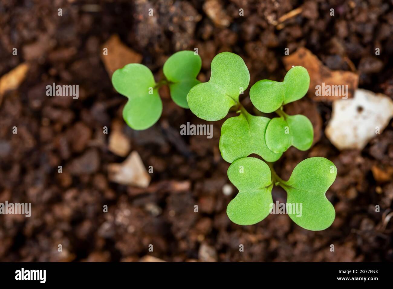 sprout of Brassica rapa (Chinensis Group) growing from soil. Stock Photo