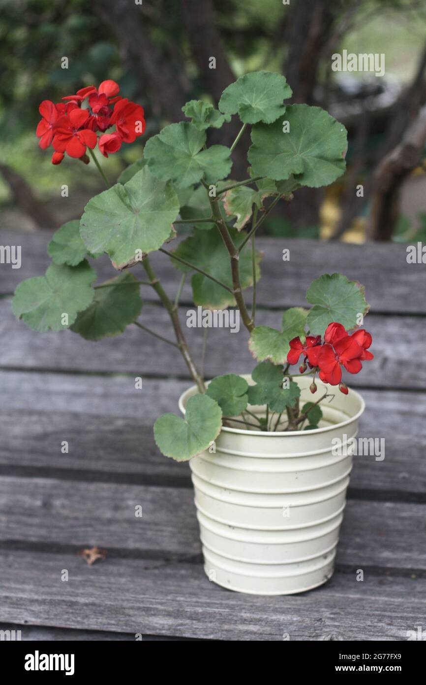 Save Download Preview  Close up shot of geranium flowers in a pot on wood bench Stock Photo