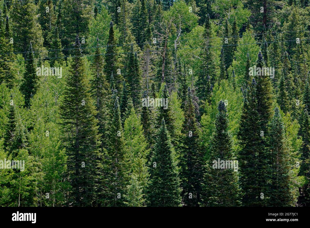 Different shades of green hi-res stock photography and images - Alamy