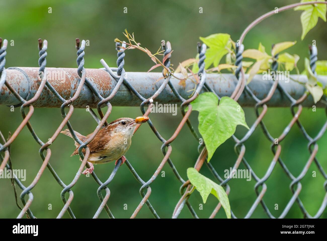 Carolina wren on a chain link fence with a June bug in its beak Stock Photo