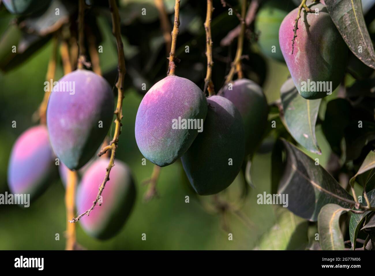 red mangoes on the branches of mango trees in mango orchards in Punjab