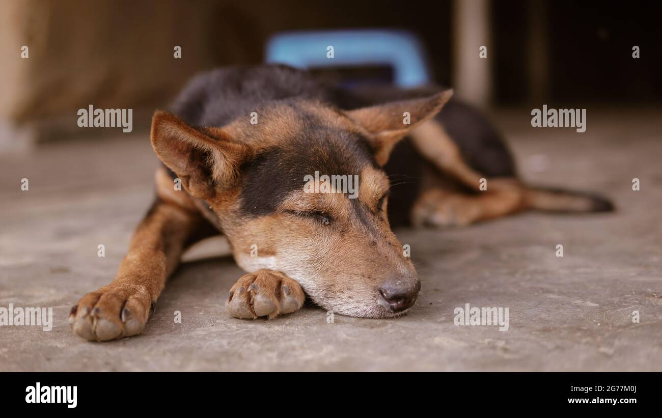 Cute brown peacefully sleeping dog resting its head on the paw while