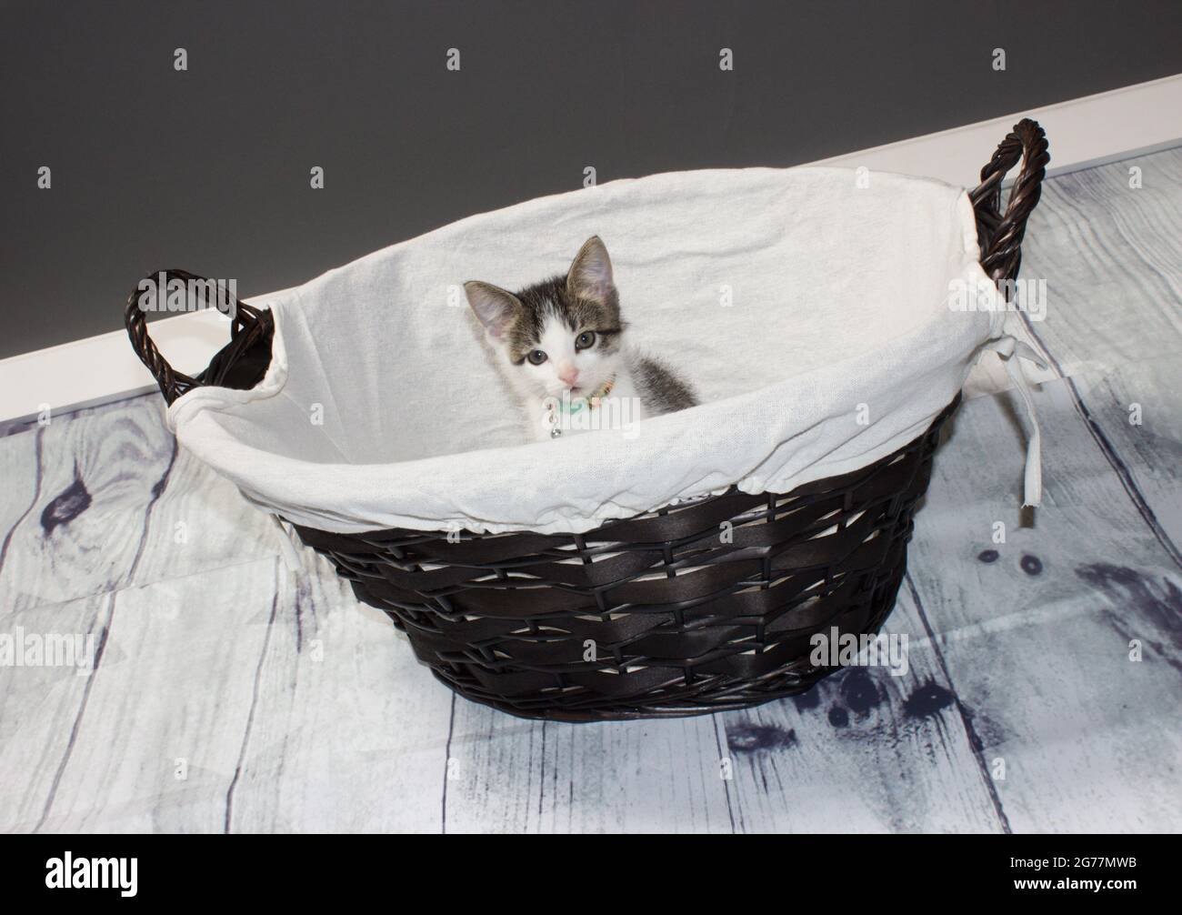 Small Kittens cuddling while napping in basket Stock Photo