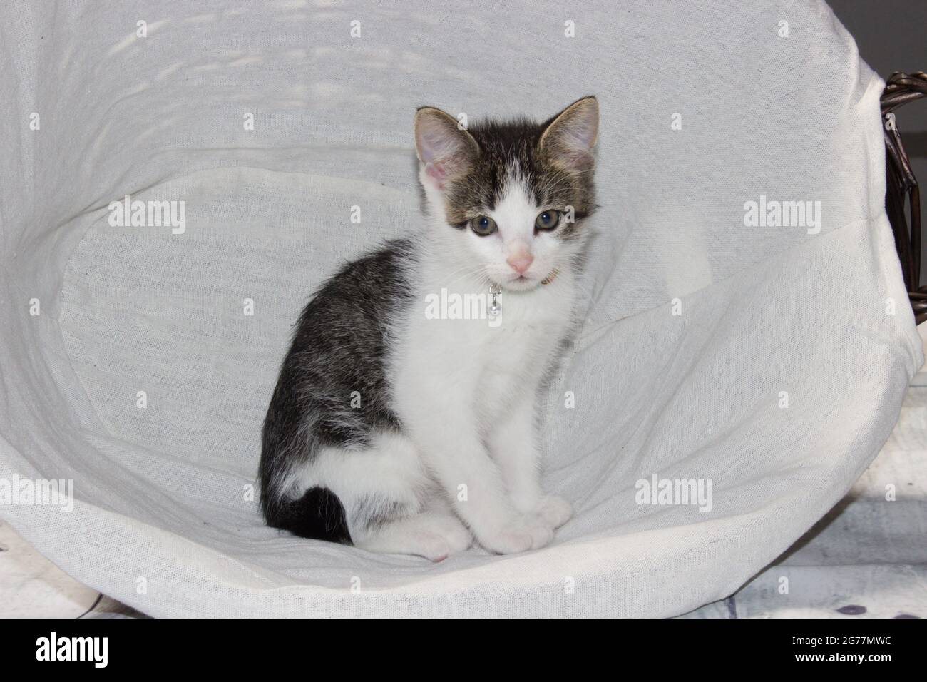 Small Kittens cuddling while napping in basket Stock Photo
