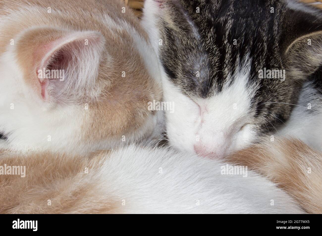 Small Kittens cuddling while napping in basket Stock Photo