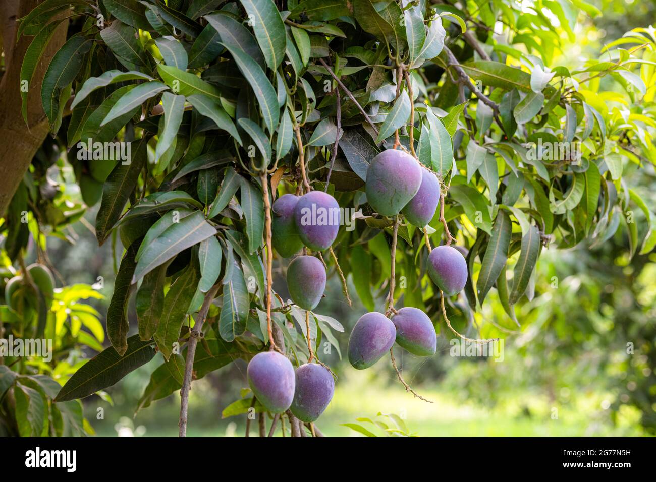 red mangoes on the branches of mango trees in mango orchards in Punjab