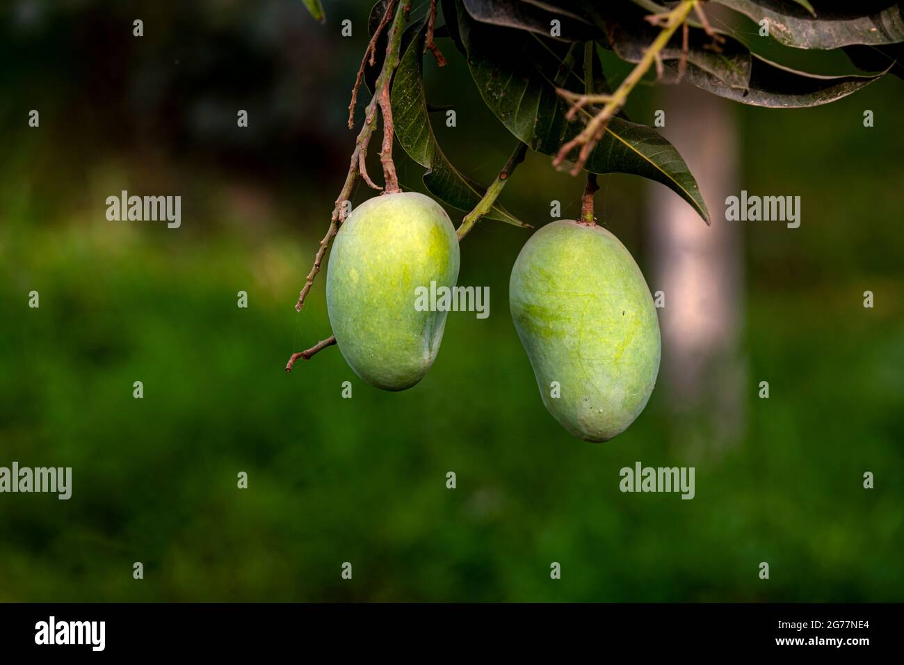 green fresh mangoes hanging on the branches of mango trees in orchards ...