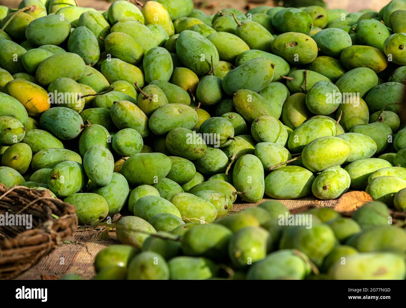 yellow ripped mangoes in market , many mangoes in fruit market for sale