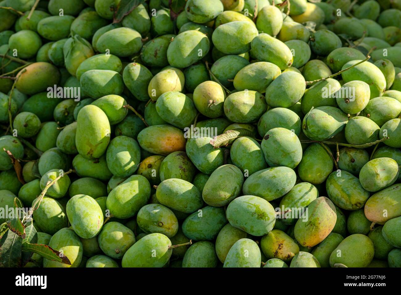 yellow ripped mangoes in market , many mangoes in fruit market for sale