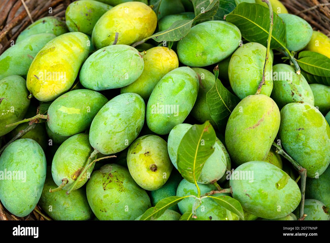 yellow ripped mangoes in market , many mangoes in fruit market for sale