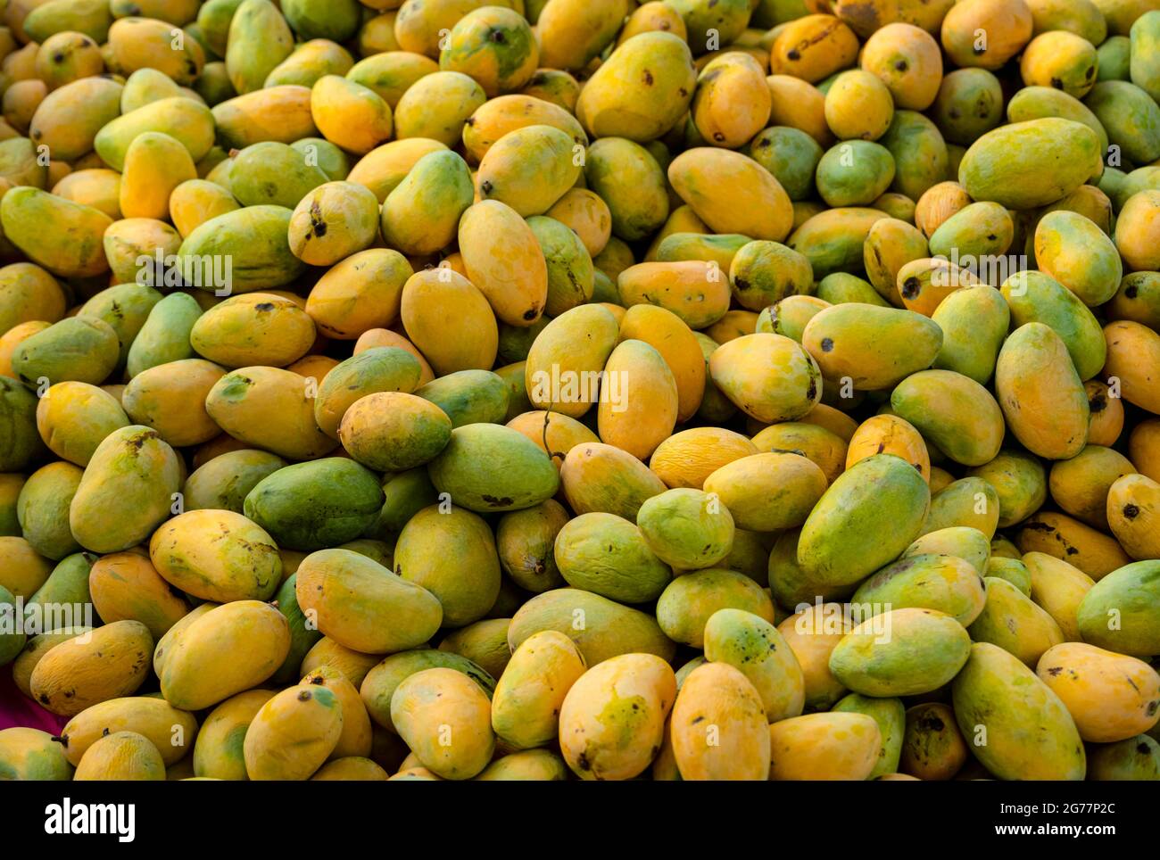 yellow ripped mangoes in market , many mangoes in fruit market for sale