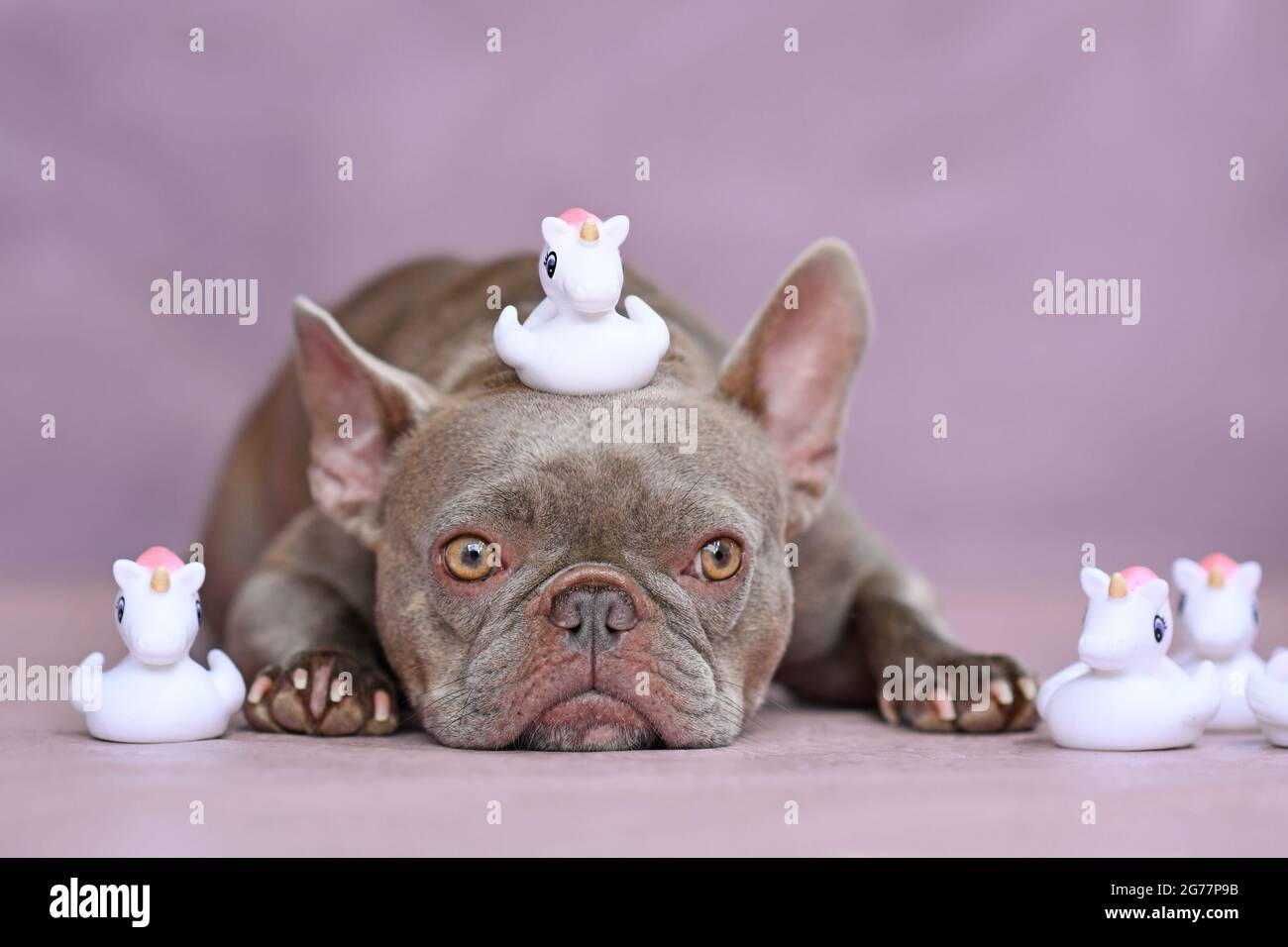 Funny French Bulldog dog with unicorn rubber duck on head Stock Photo