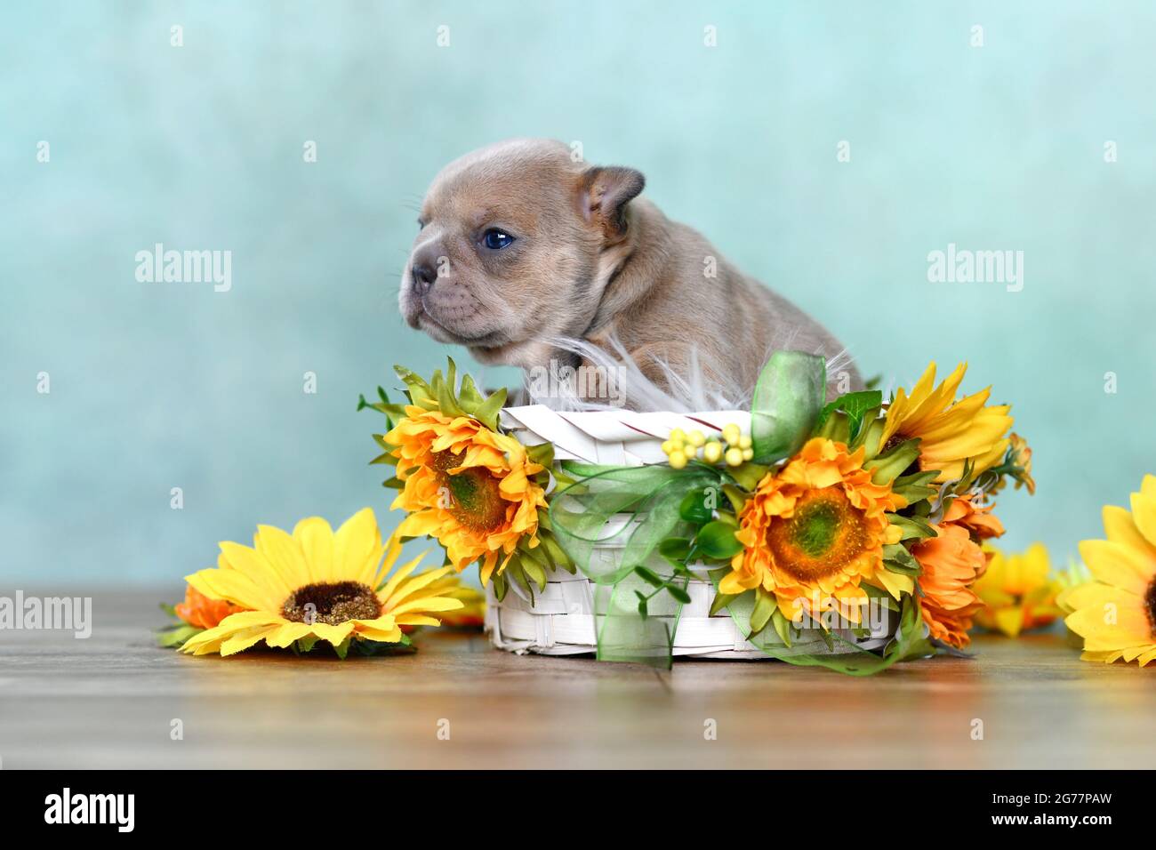 Small French Bulldog dog puppy in white basket with sunflowers in front of green wall Stock Photo