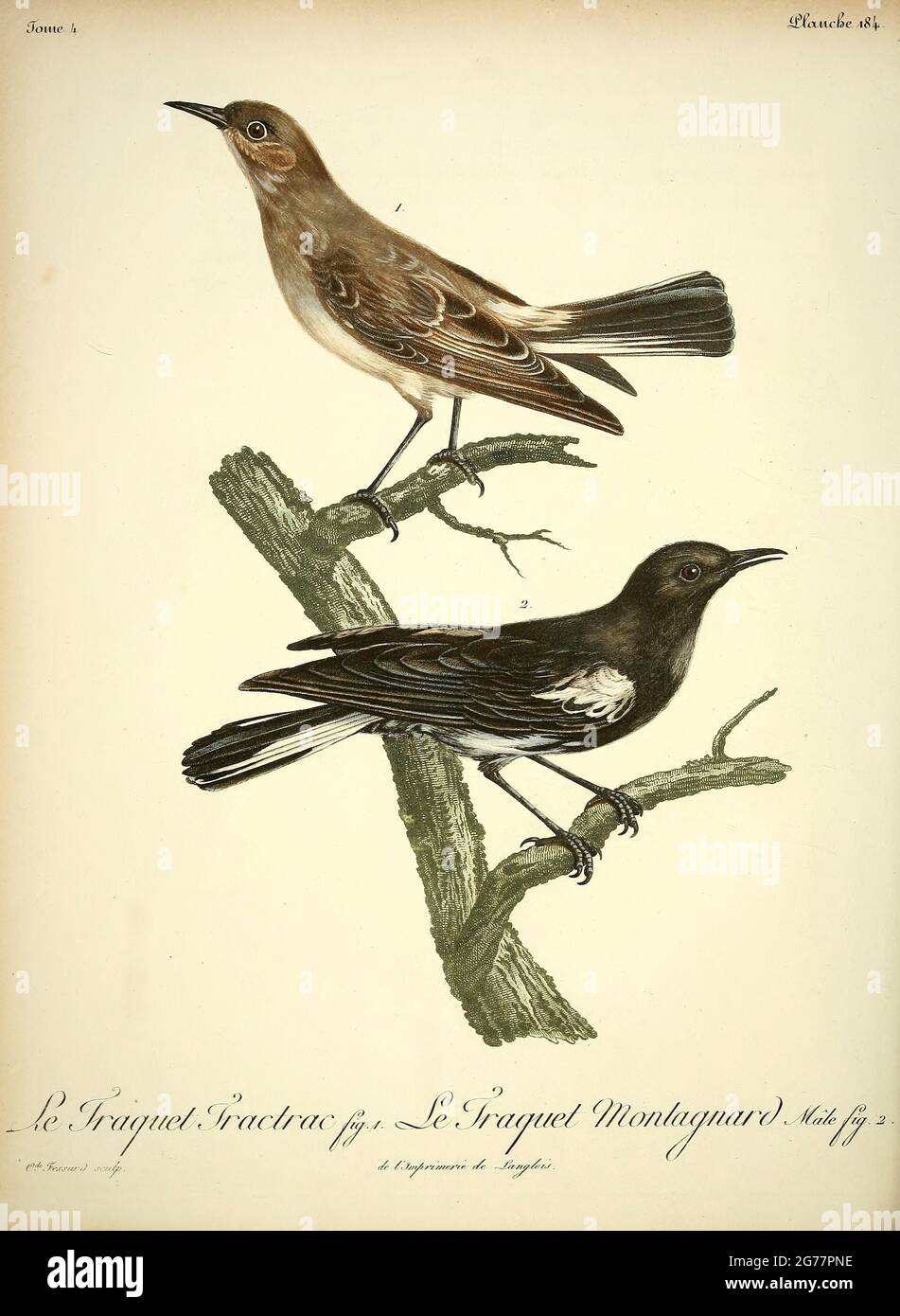 Traquet tractrac Emarginata tractrac - Tractrac Chat  and Traquet montagnard Myrmecocichla monticola - Mountain Wheatear from the Book Histoire naturelle des oiseaux d'Afrique [Natural History of birds of Africa] Volume 4, by Le Vaillant, Francois, 1753-1824; Publish in Paris by Chez J.J. Fuchs, libraire 1805 Stock Photo