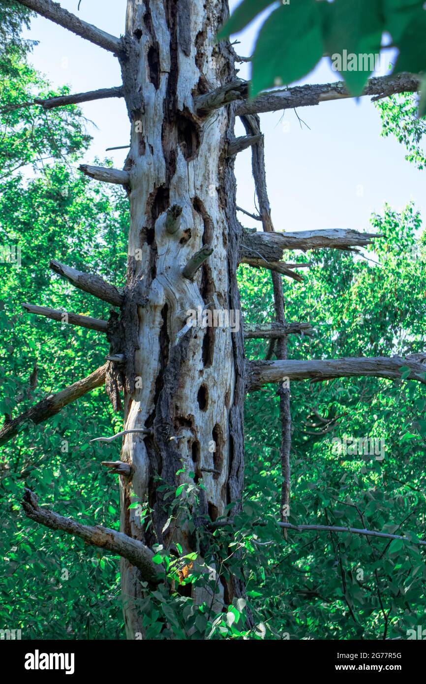 Vertical shot aged forest hi-res stock photography and images - Alamy