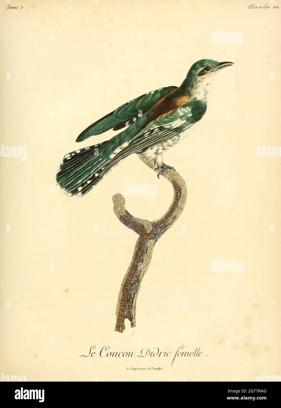 Le Coucou Hi Res Stock Photography And Images Alamy