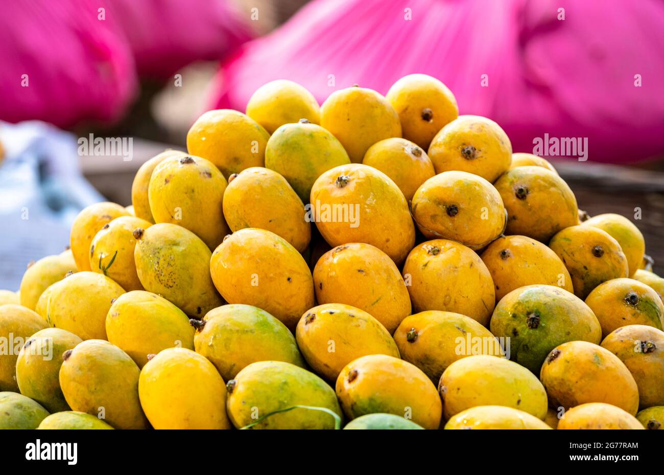 yellow ripped mangoes in market , many mangoes in fruit market for sale