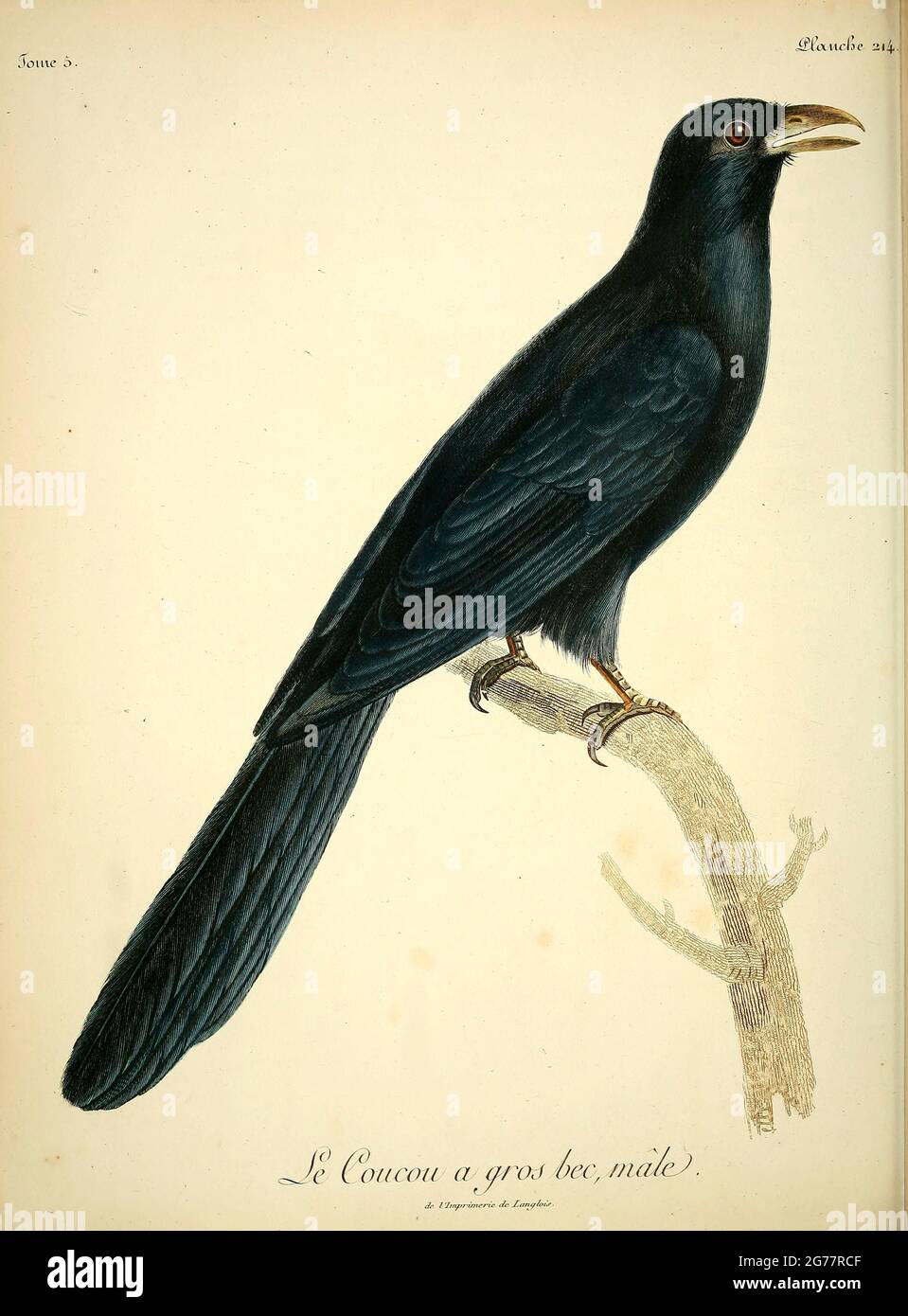 Le Coucou Hi Res Stock Photography And Images Alamy