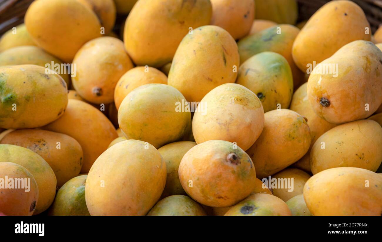 yellow ripped mangoes in market , many mangoes in fruit market for sale