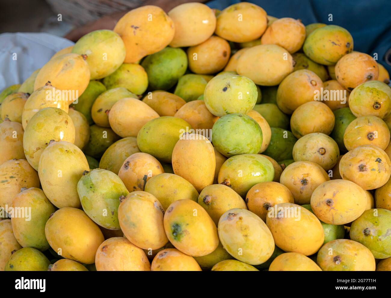 yellow ripped mangoes in market , many mangoes in fruit market for sale