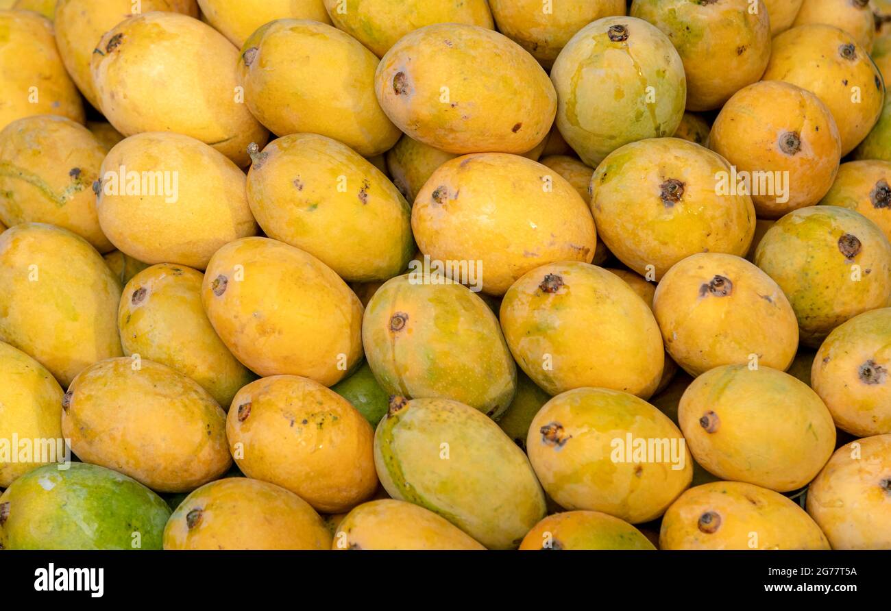 yellow ripped mangoes in market , many mangoes in fruit market for sale