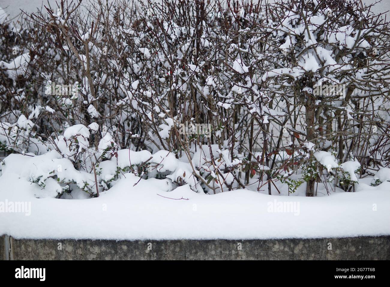 Shot snow covered trees in hi-res stock photography and images - Alamy