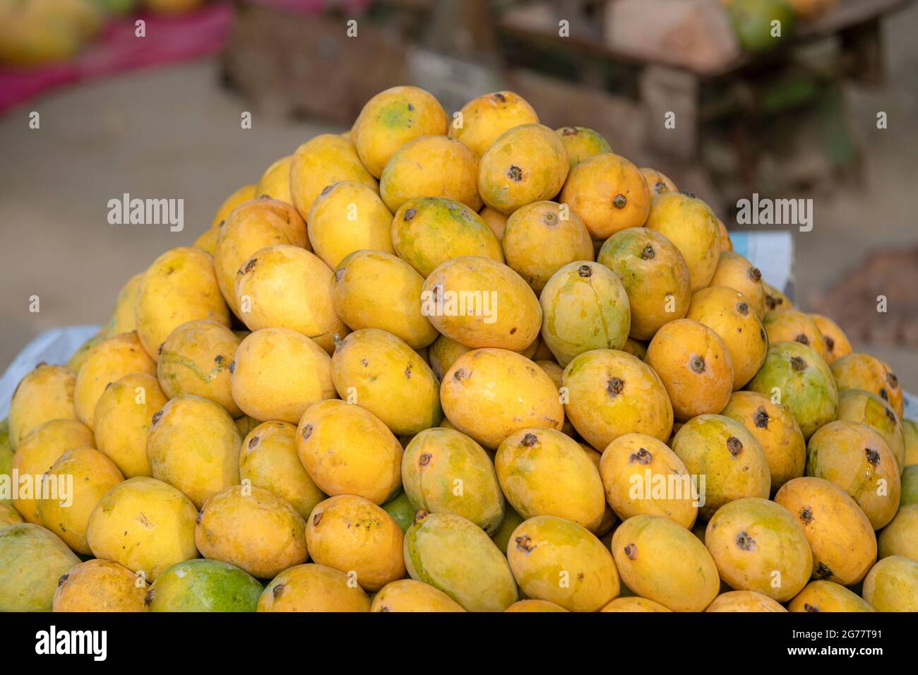 yellow ripped mangoes in market , many mangoes in fruit market for sale
