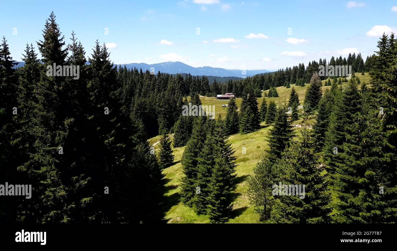 Aerial video flying through green pine forest trees with the view of the green landscape with a wooden hut and mountains in the distance. Stock Photo